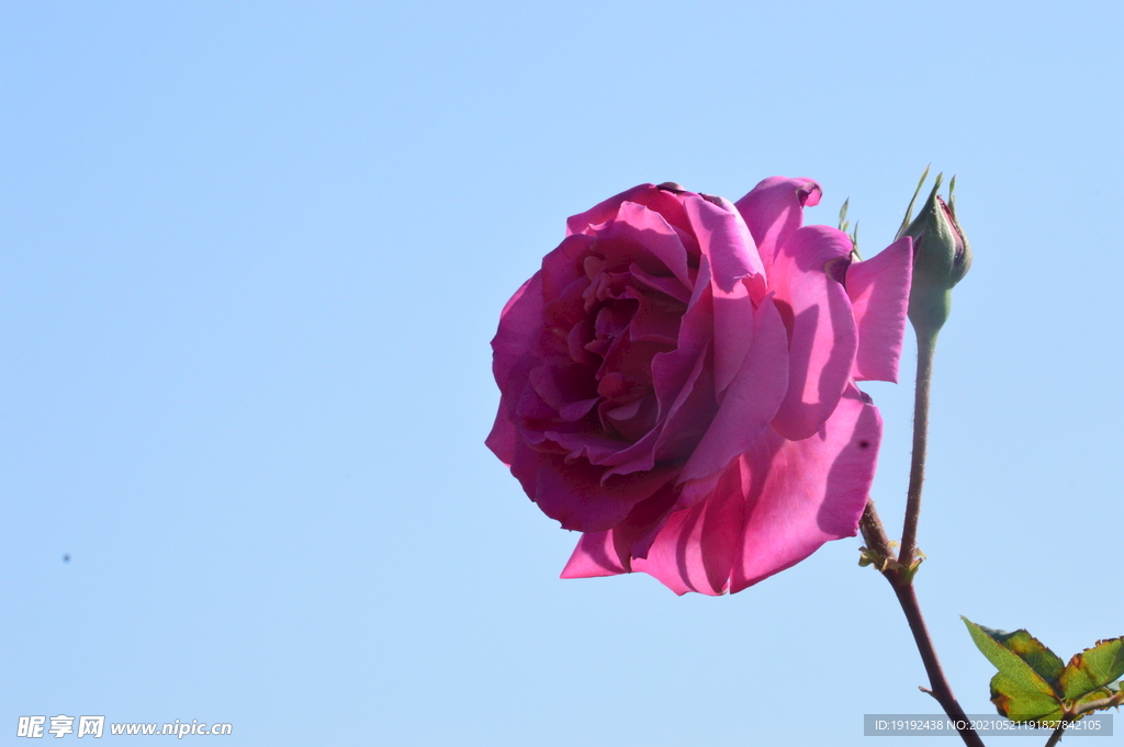 月季花 
