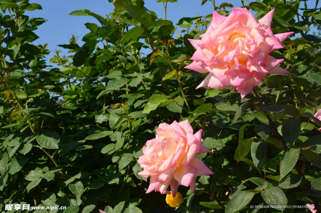 月季花 