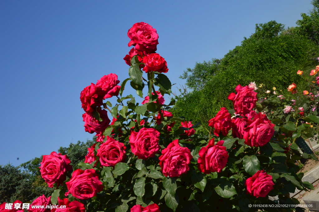 月季花