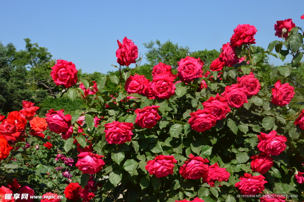 月季花