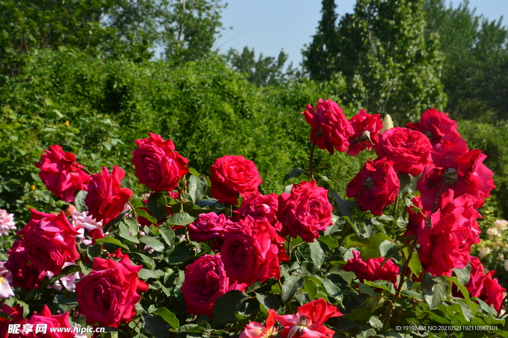 月季花 