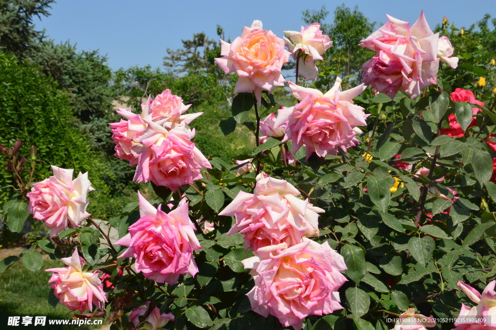 月季花 