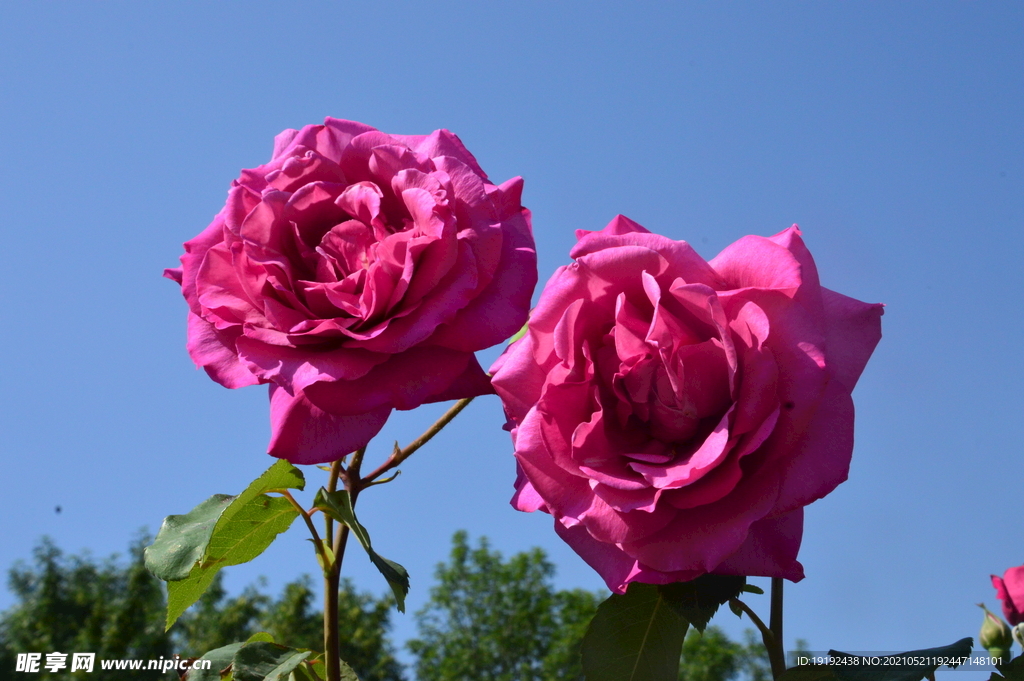 月季花 