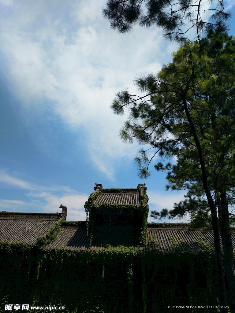 松树