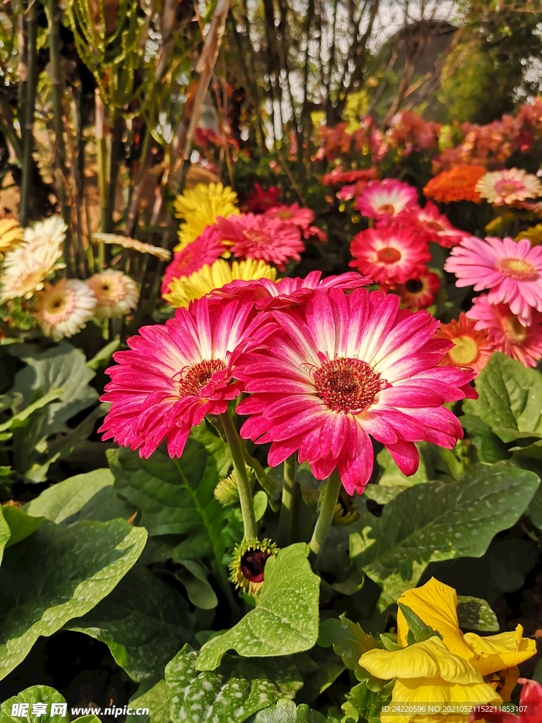 非洲菊