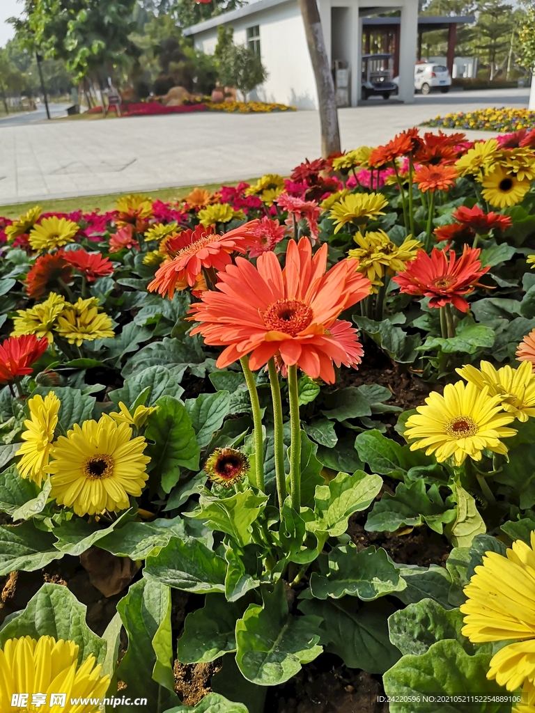 非洲菊