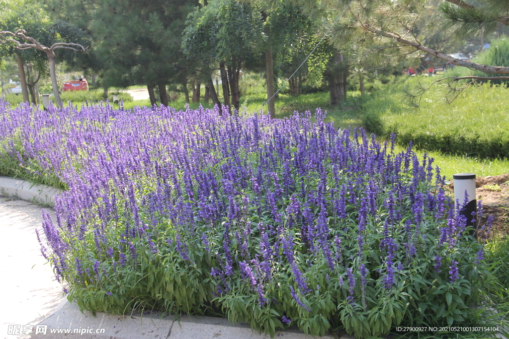 薰衣草 鼠尾草 紫色的花