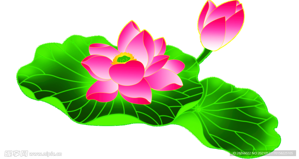荷花