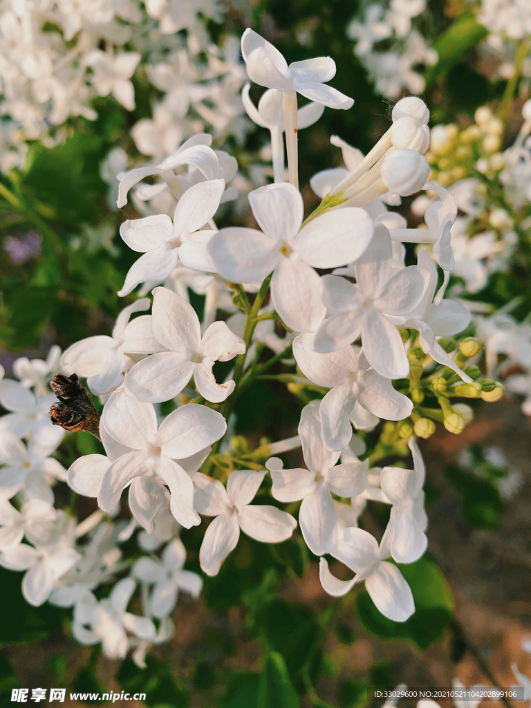 丁香花