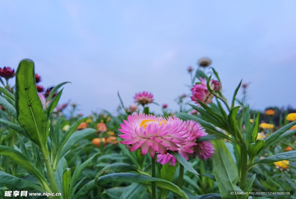 粉色菊花蜡菊