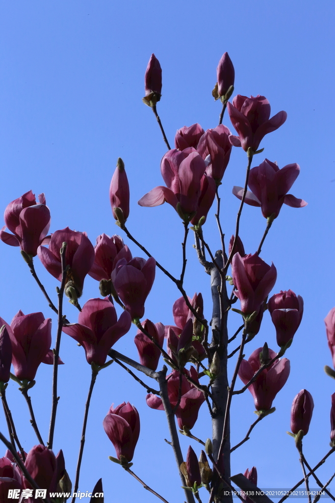 玉兰花 