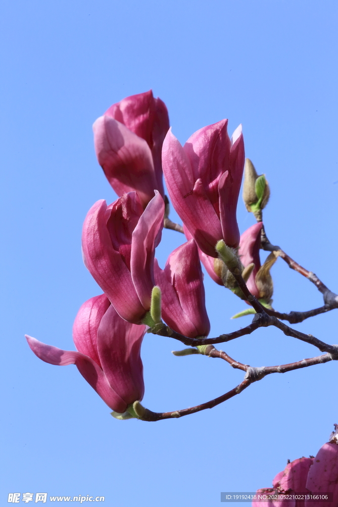 玉兰花 