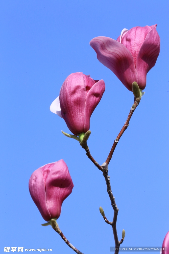 玉兰花 