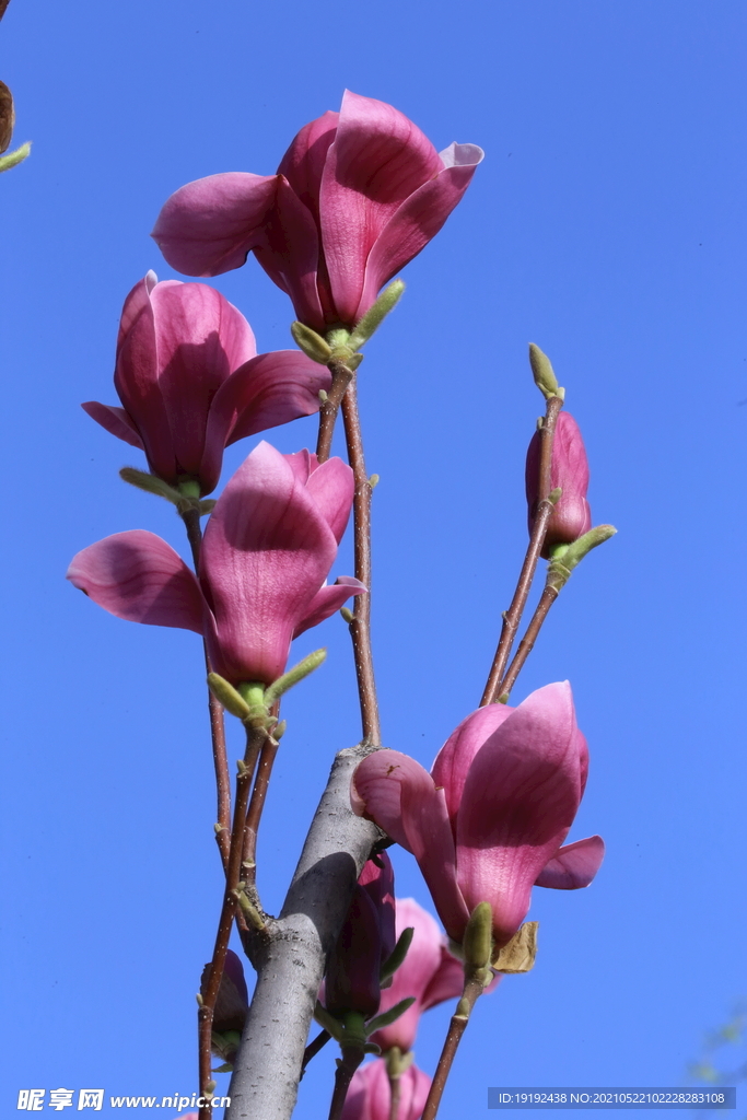 玉兰花