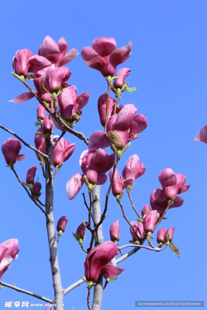 玉兰花