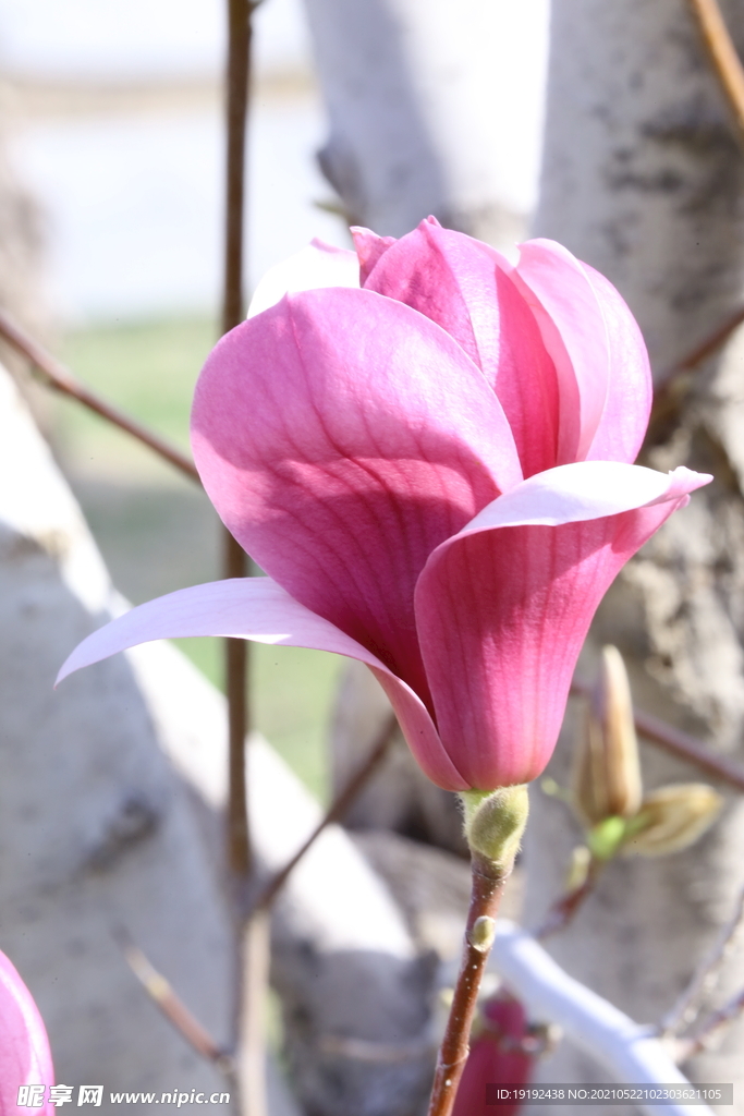 玉兰花