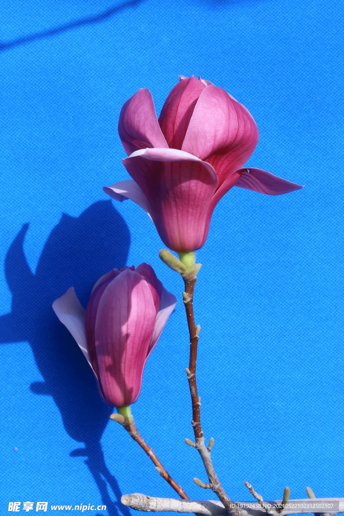 玉兰花 