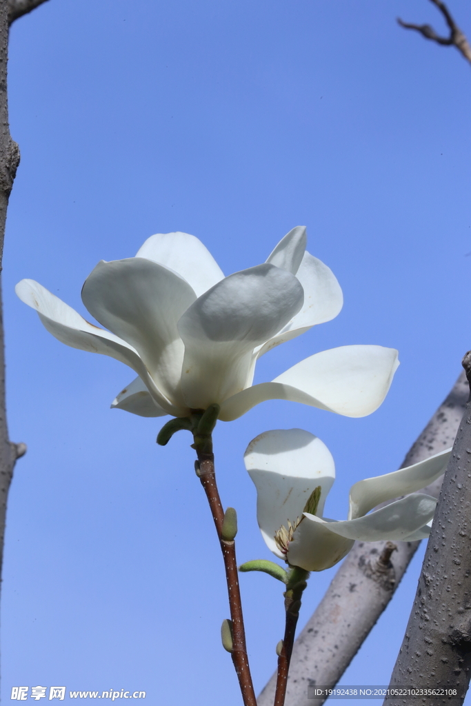 玉兰花 