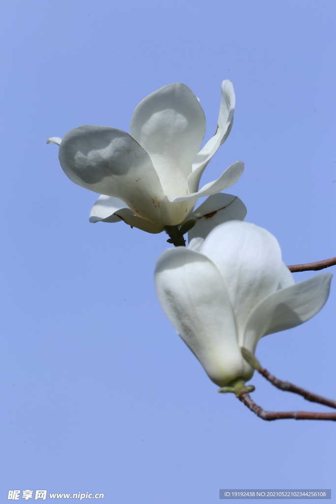 玉兰花