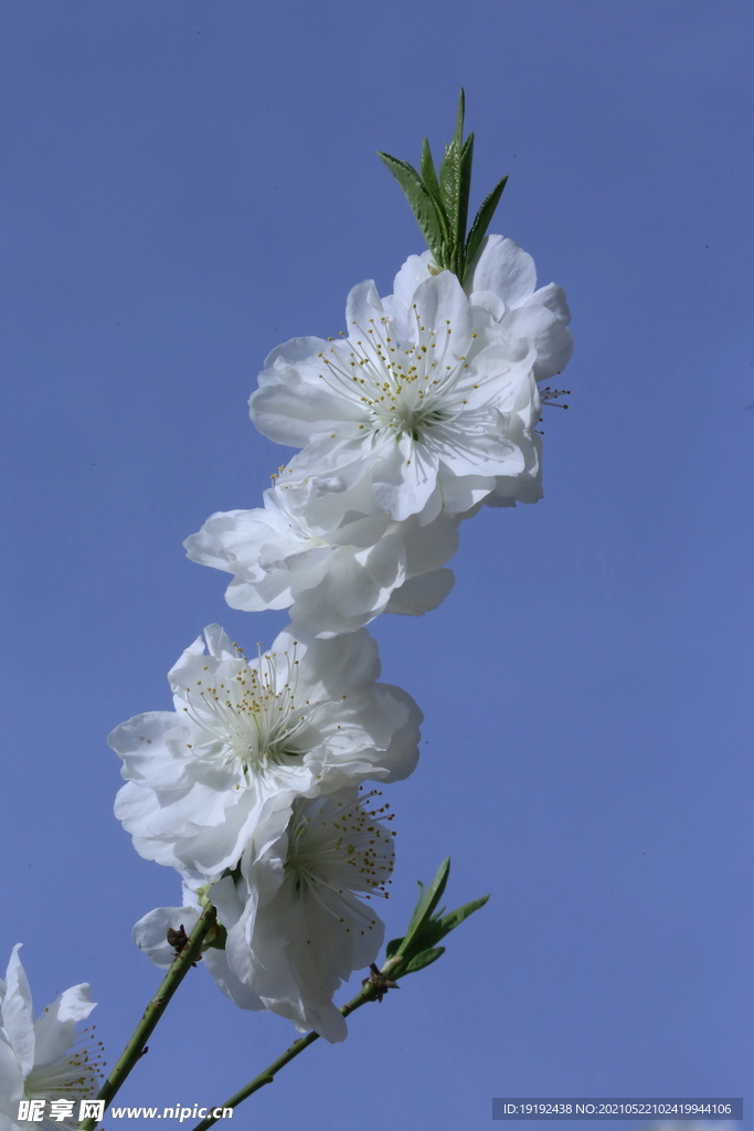 白花碧桃 