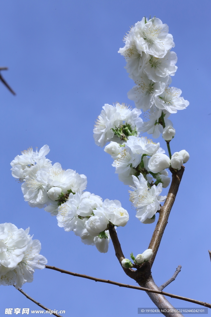 白花碧桃 