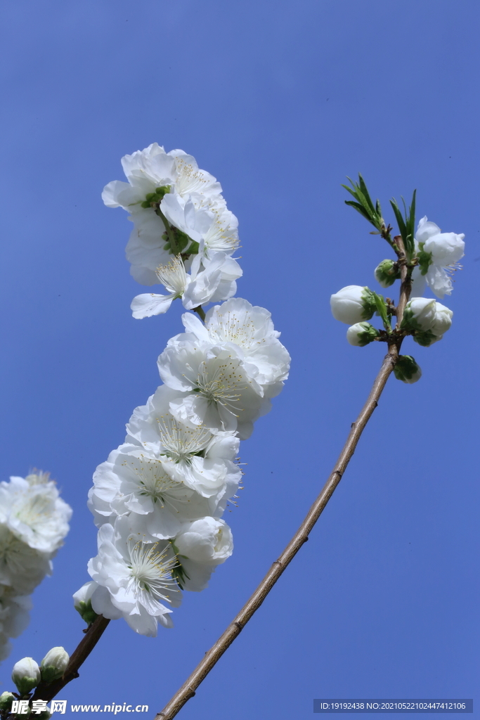 白花碧桃