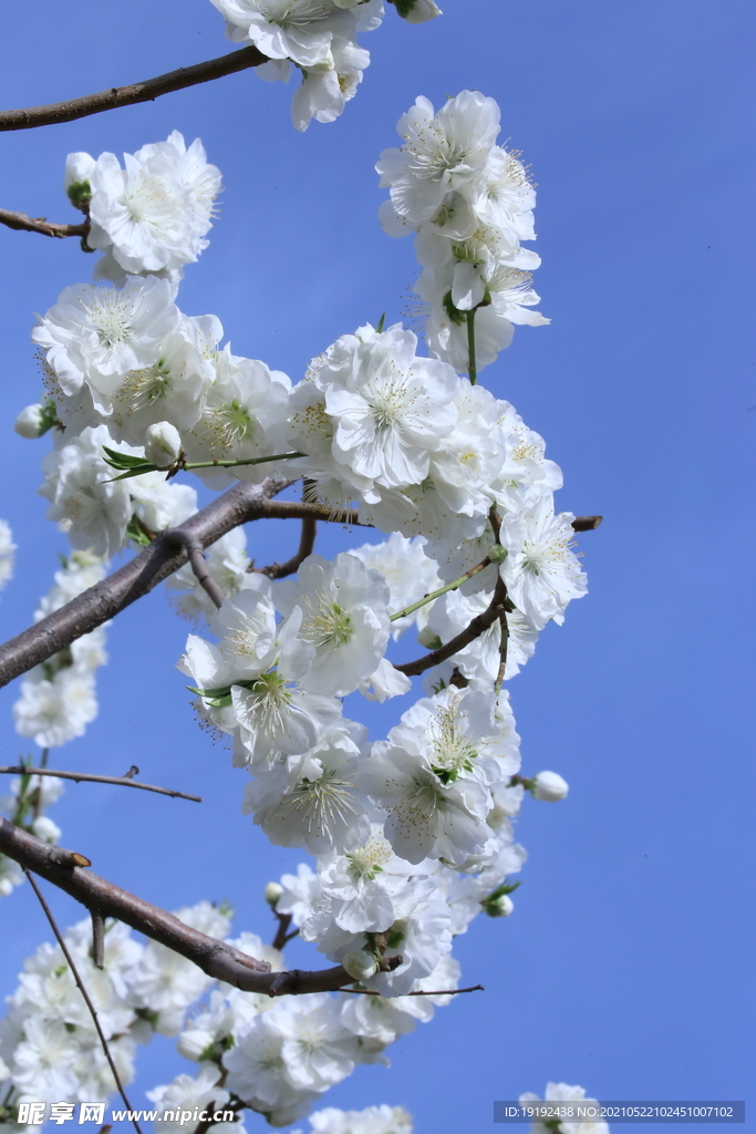 白花碧桃 