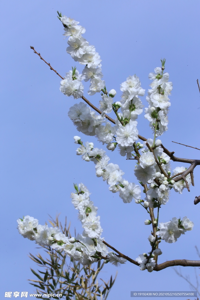 白花碧桃 