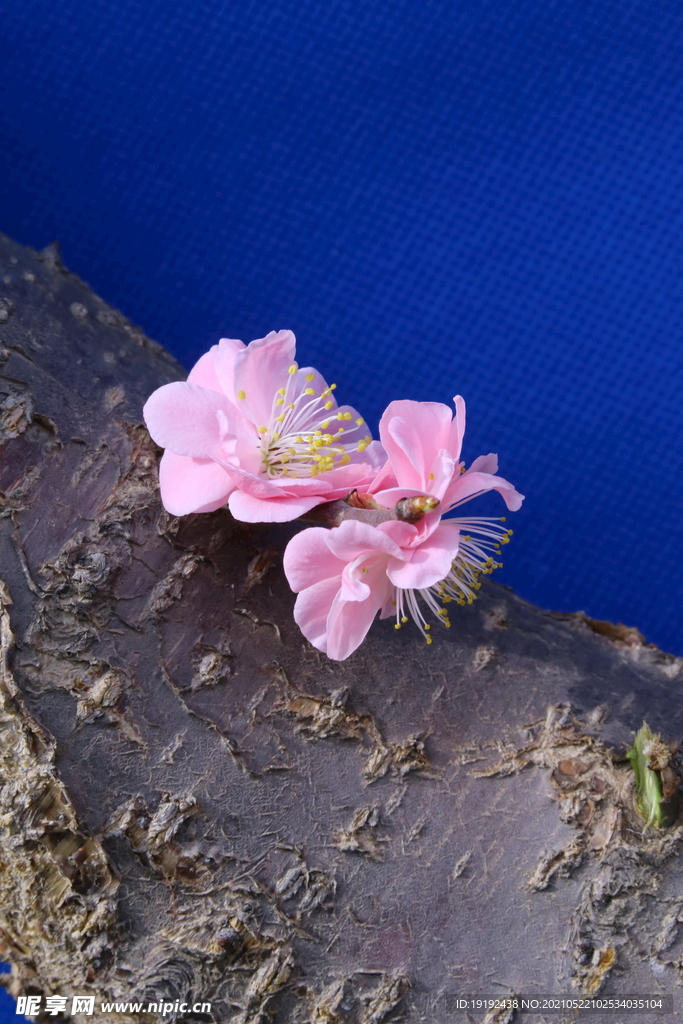 梅花 