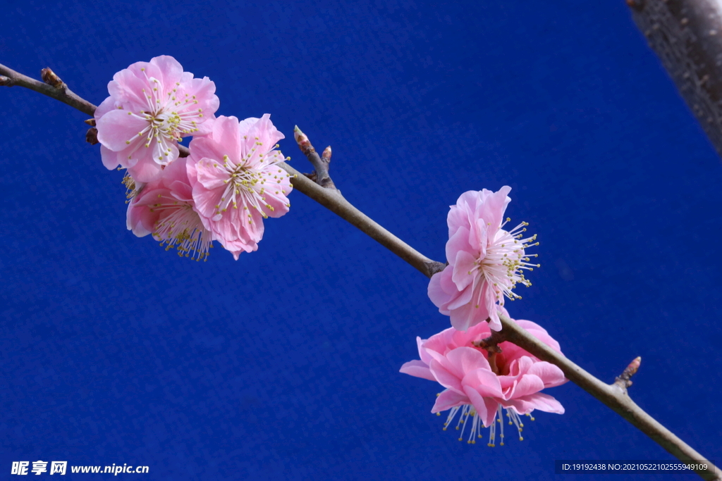 梅花 