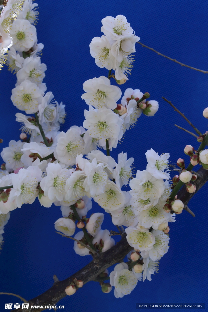 梅花