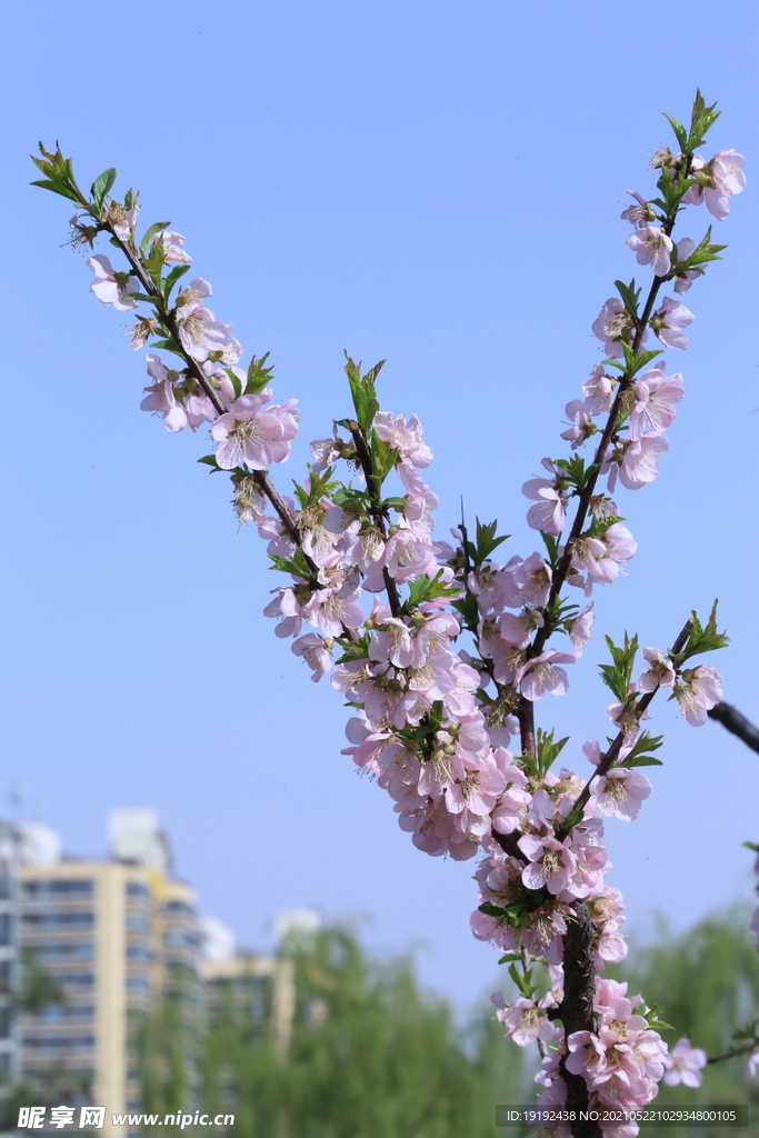 榆叶梅 