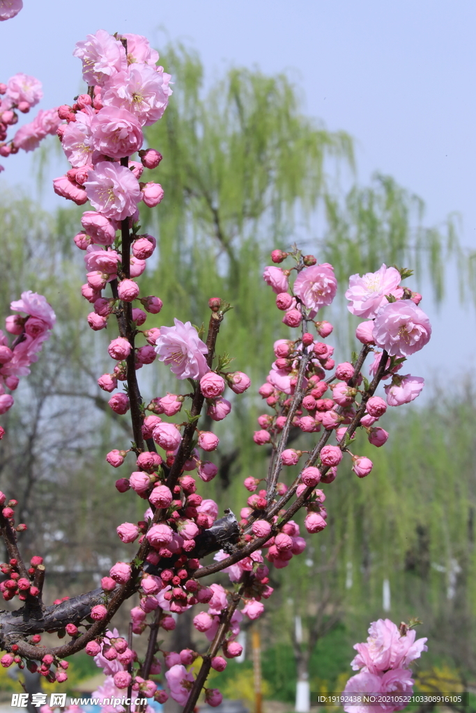 榆叶梅 
