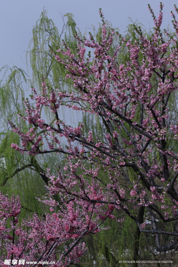 榆叶梅 
