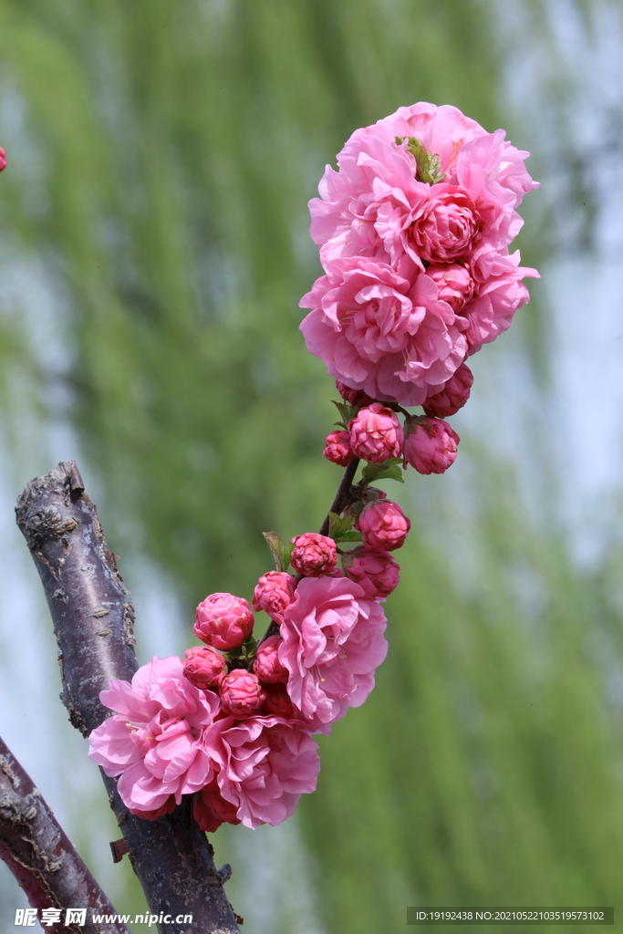 榆叶梅 