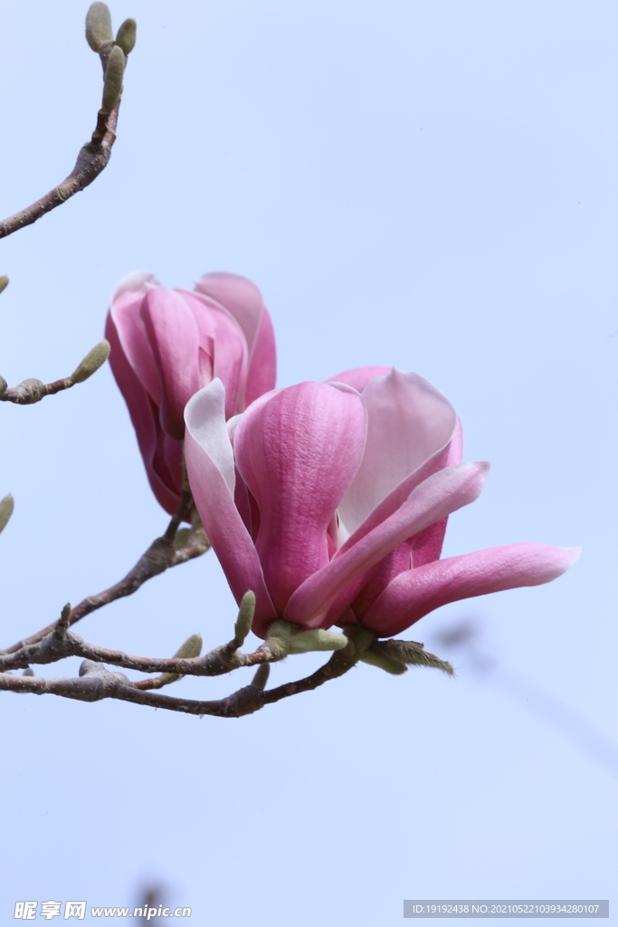 玉兰花 
