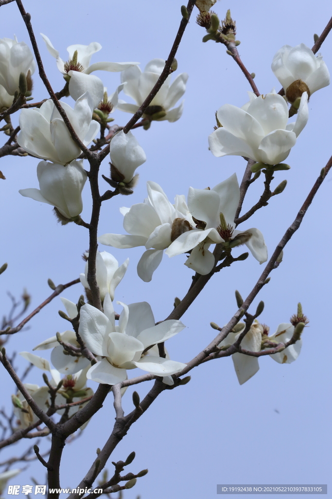 玉兰花