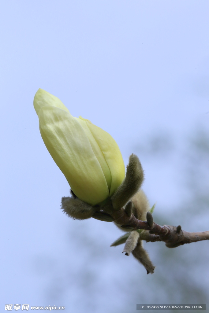 玉兰花 