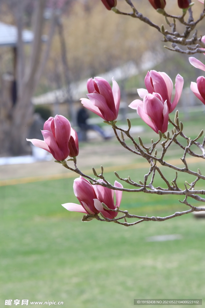 玉兰花 