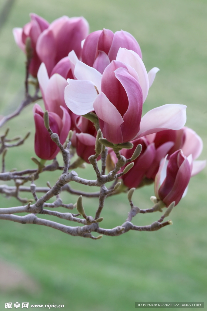 玉兰花