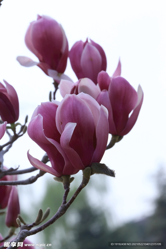 玉兰花 