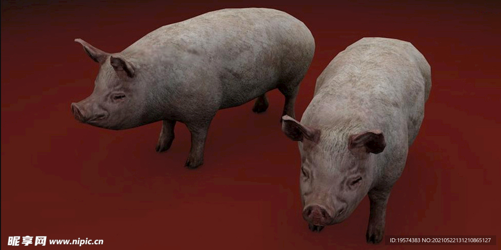C4D模型猪生猪动物写实