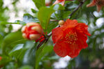 石榴花