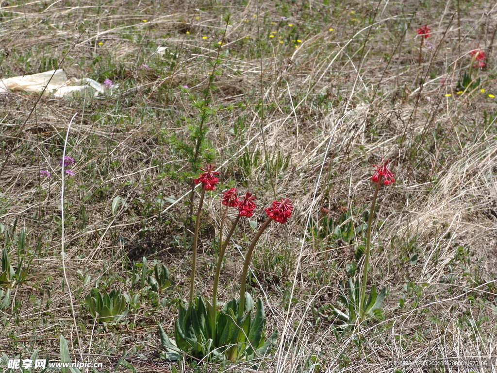 胭脂花