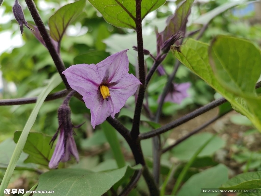 茄子花