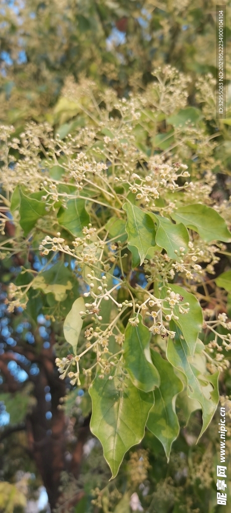 花