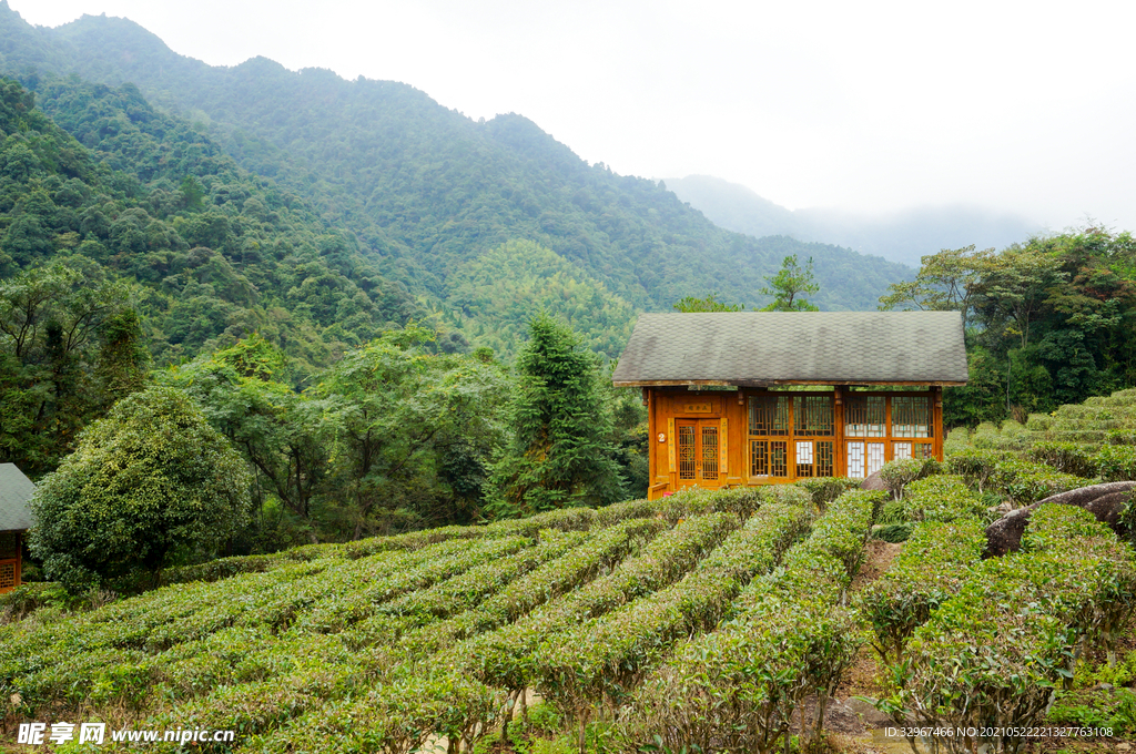 姑婆山方家茶园