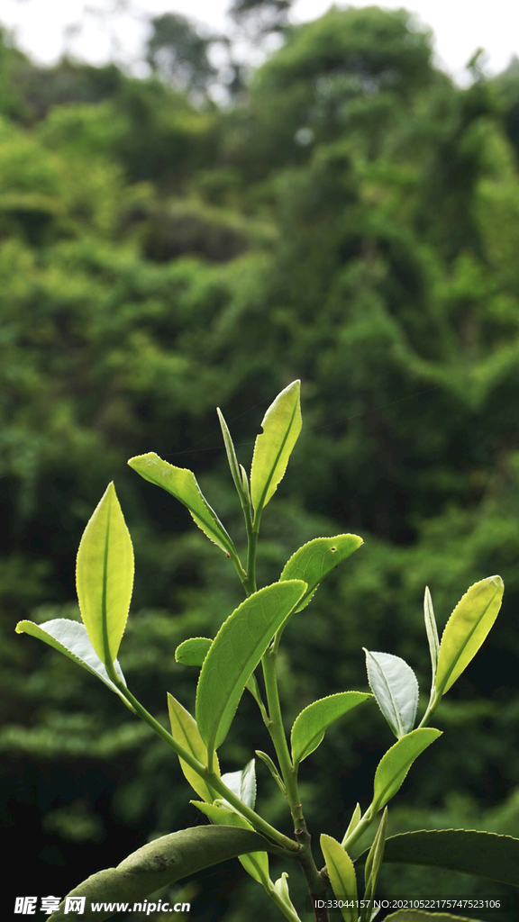 武夷岩茶