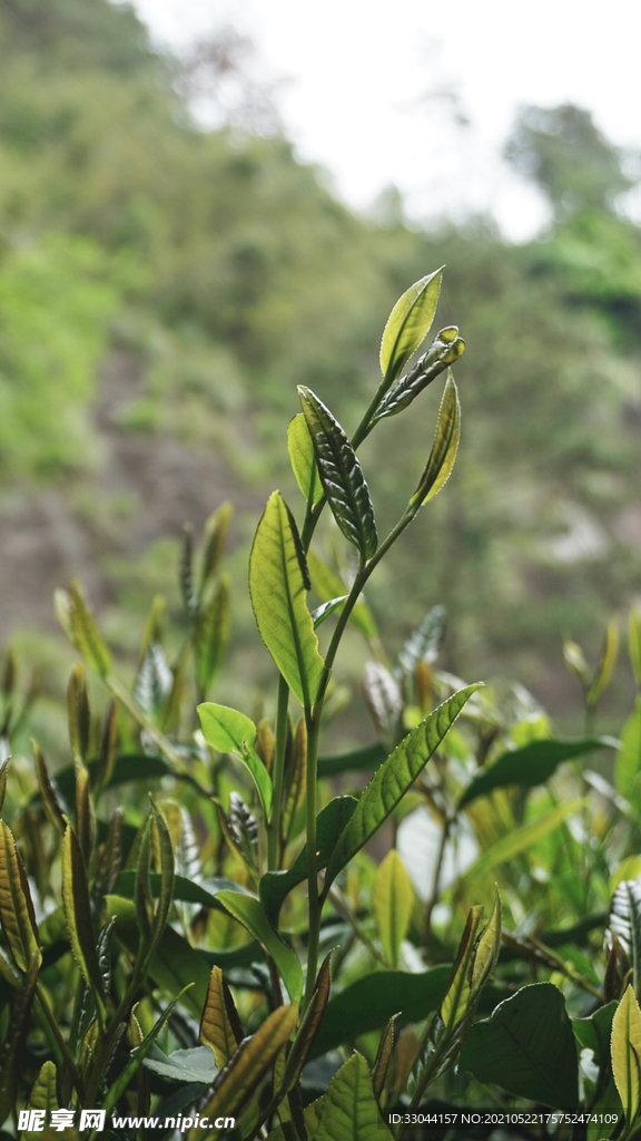 武夷岩茶