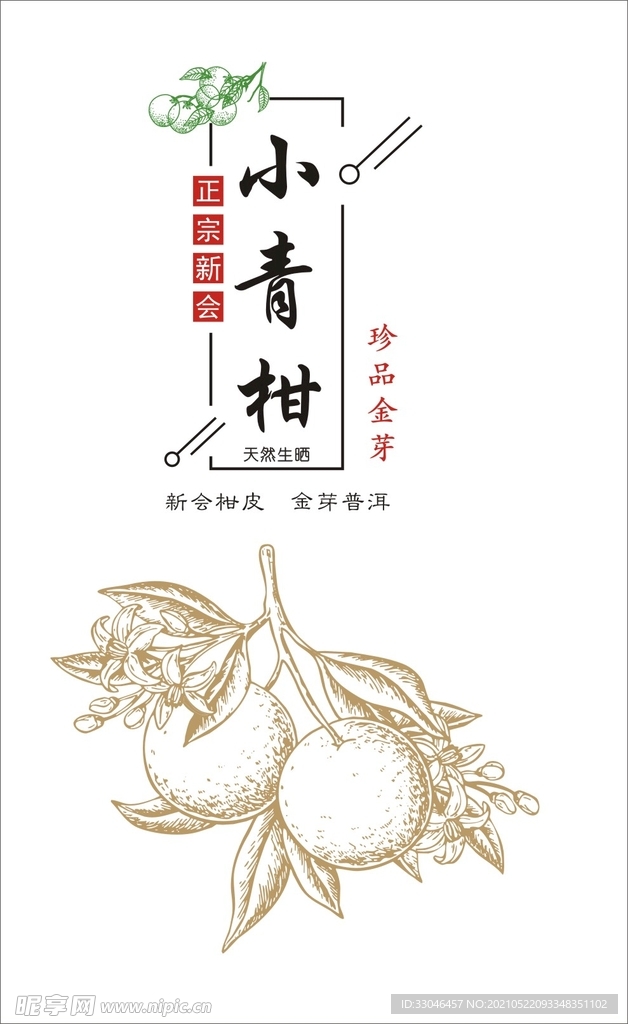 小青柑 柑普 矢量线条